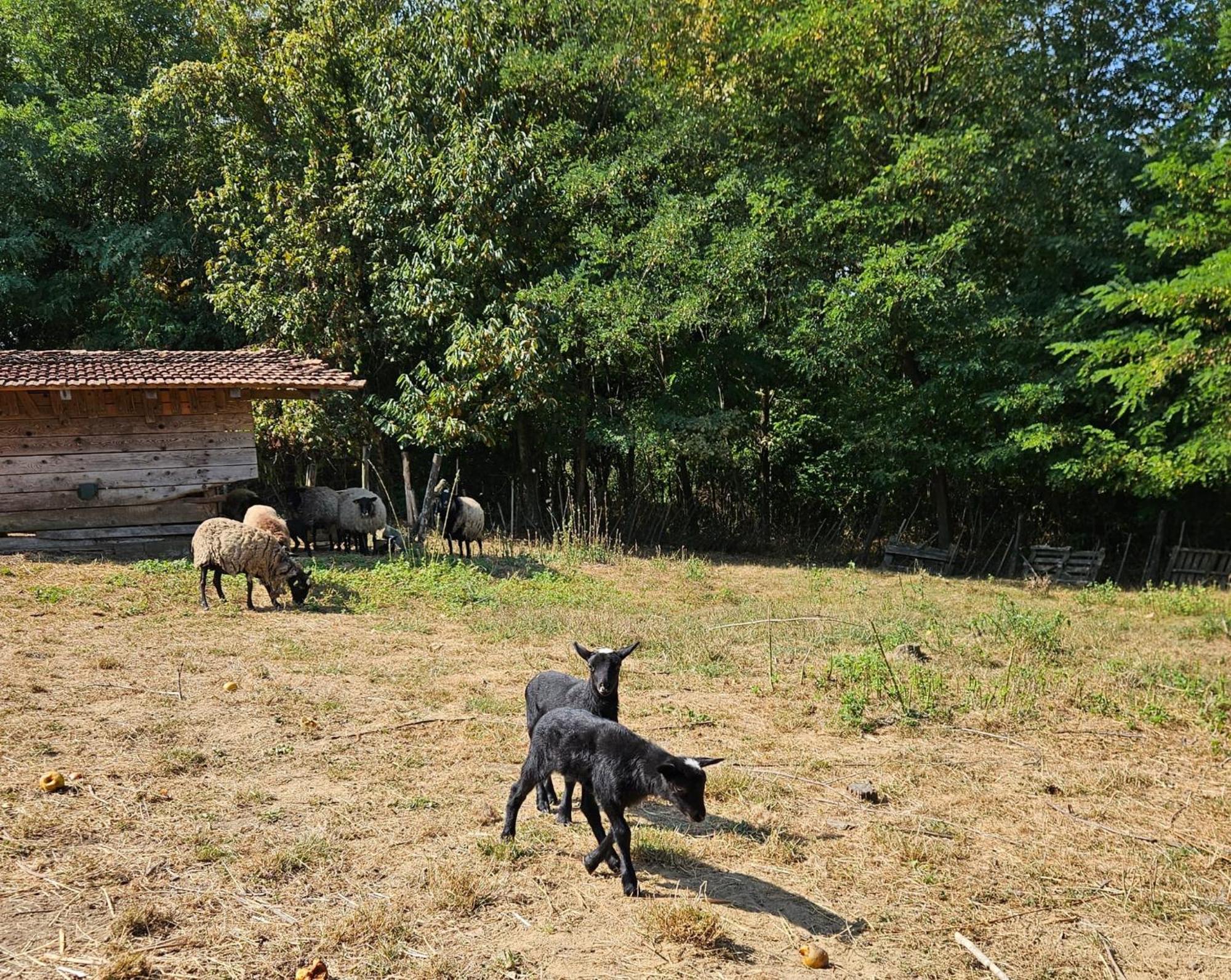 Farmica, Bed&Breakfast, Bazen Izdvojen Nekoliko Minuta Hoda Thurdevac Exterior photo